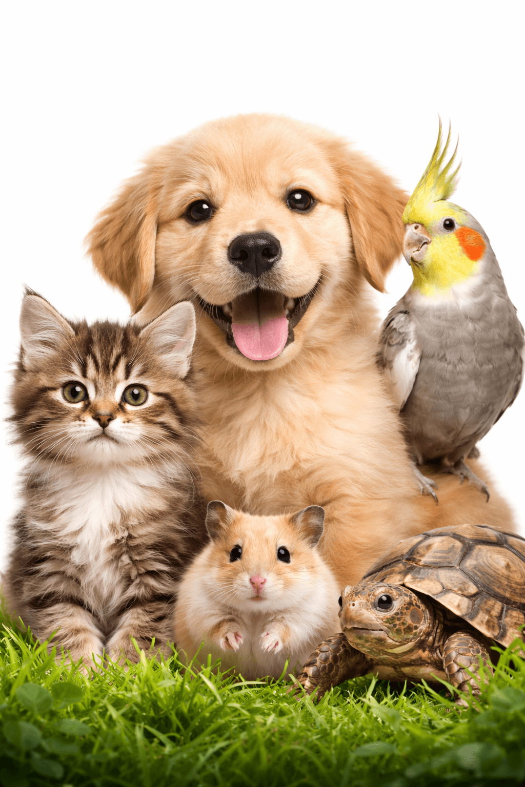 Comunidade de pets do PetYoou